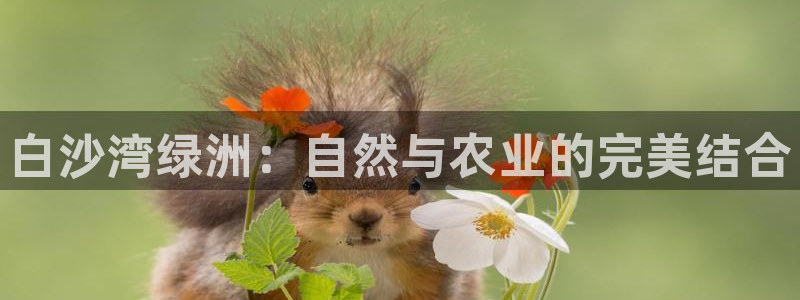 pg电子网站源码