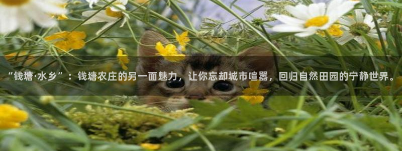 pg电子平台网站