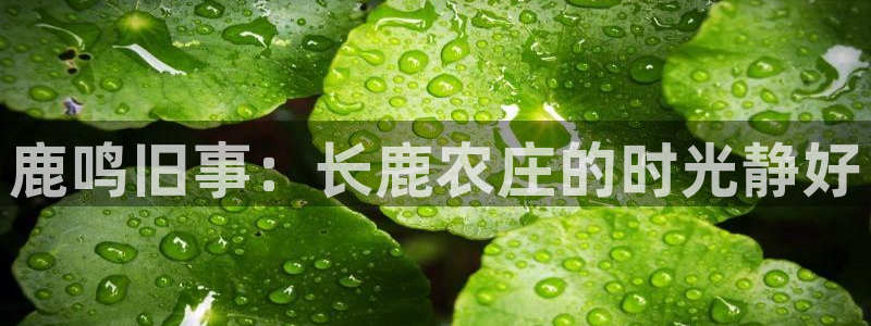 pg电子摇钱树爆分欣赏